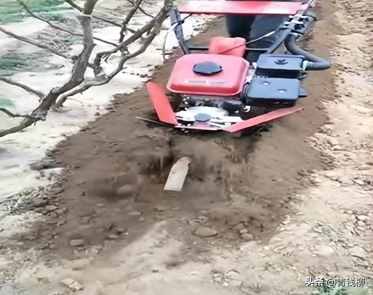 Training programme in fruit tree cultivation techniques