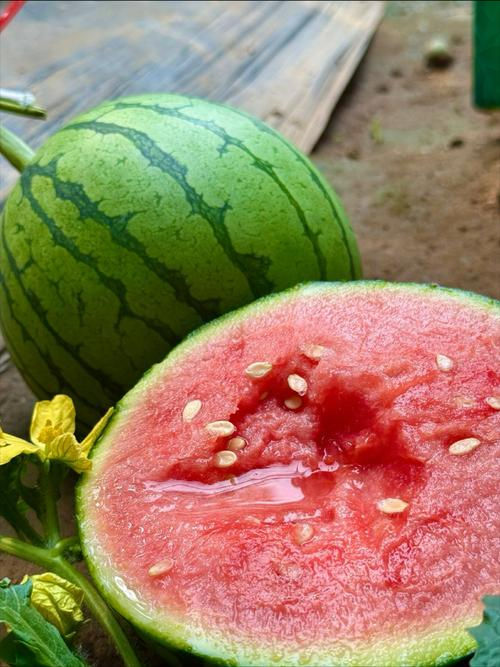 黑美人西瓜种植技术