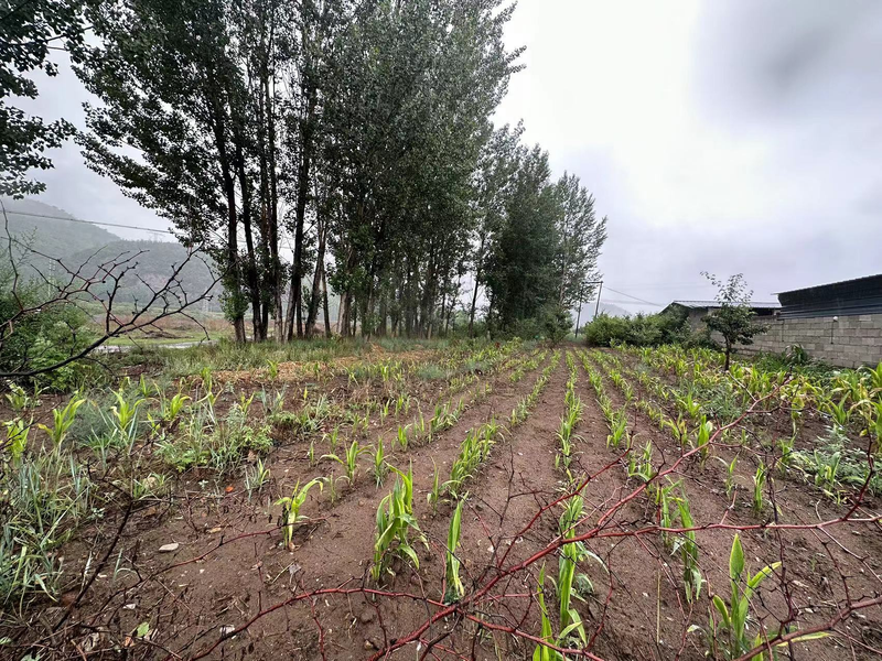 Technical video of membrane maize cultivation