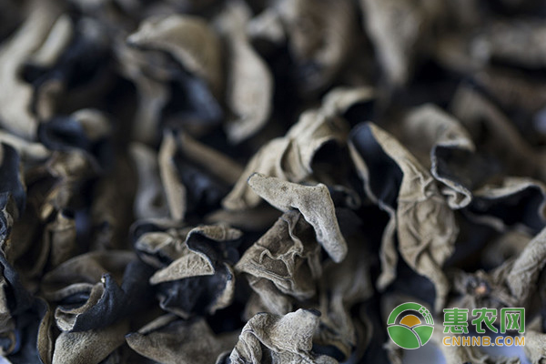 东北黑木耳种植技术