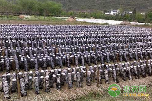 东北黑木耳种植技术