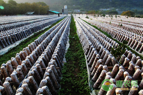 东北黑木耳种植技术