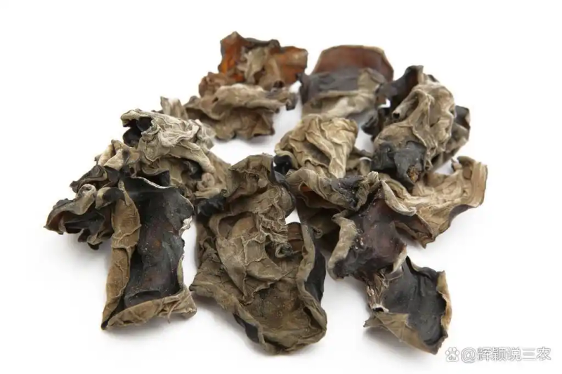 东北黑木耳种植技术