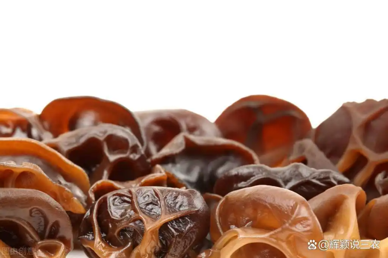 东北黑木耳种植技术