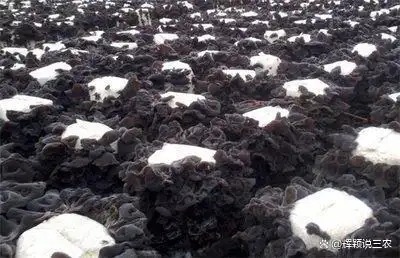 东北黑木耳种植技术