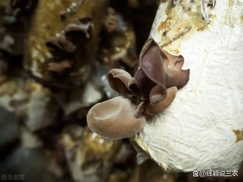 东北黑木耳种植技术