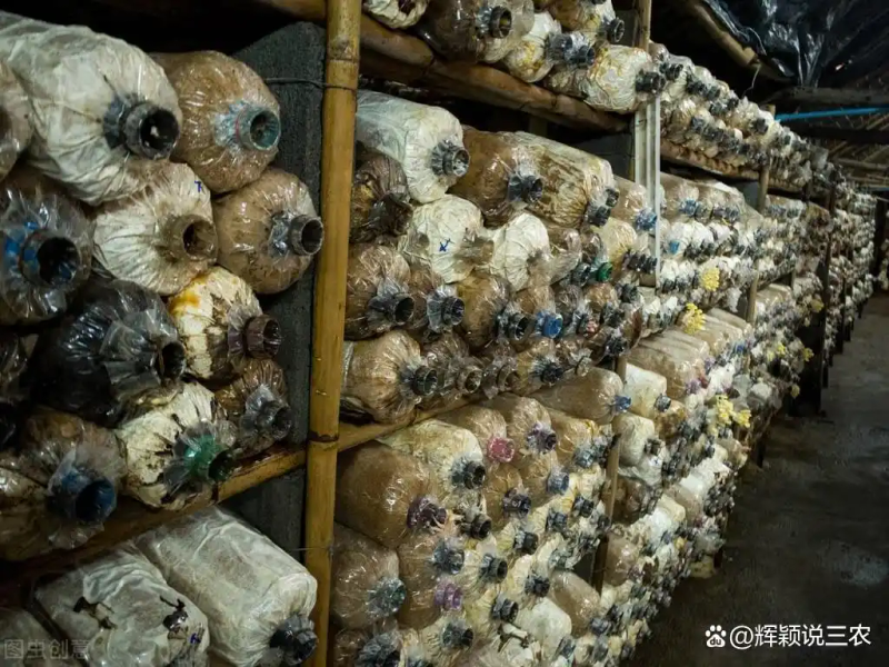 东北黑木耳种植技术