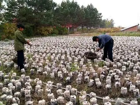 东北黑木耳种植技术