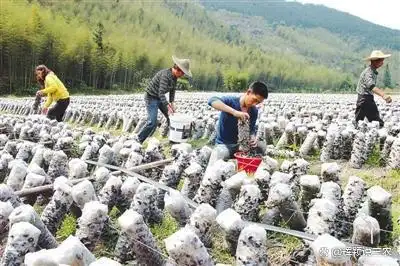 东北黑木耳种植技术