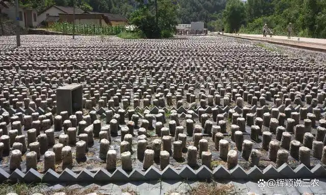 东北黑木耳种植技术