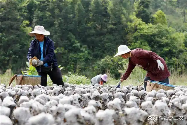 东北黑木耳种植技术