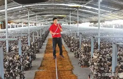 东北黑木耳种植技术