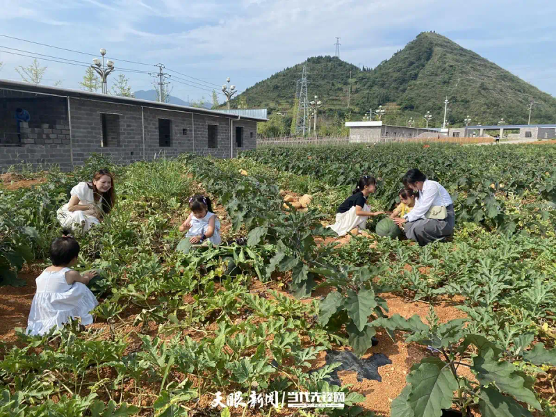 黑美人西瓜种植技术