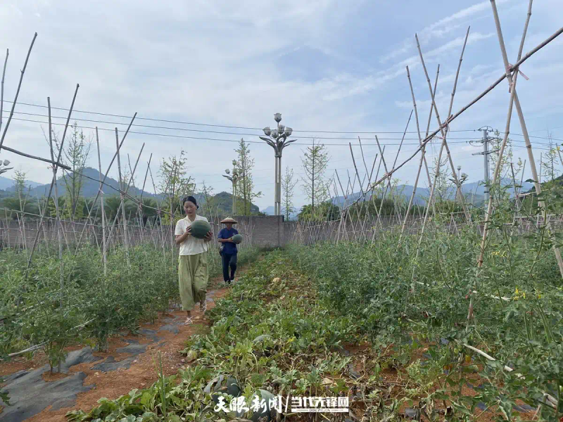 黑美人西瓜种植技术