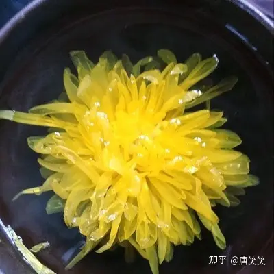 菊花茶种植方法和时间