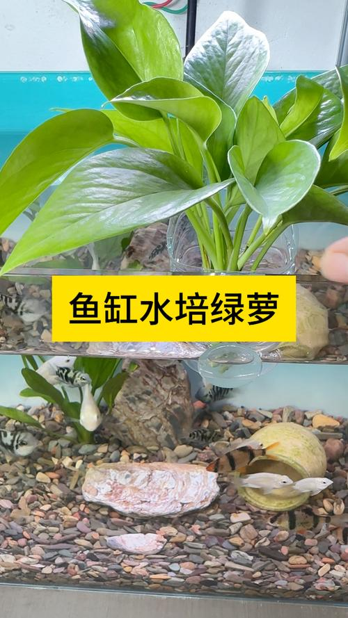 The way fish can sleep on the lotus