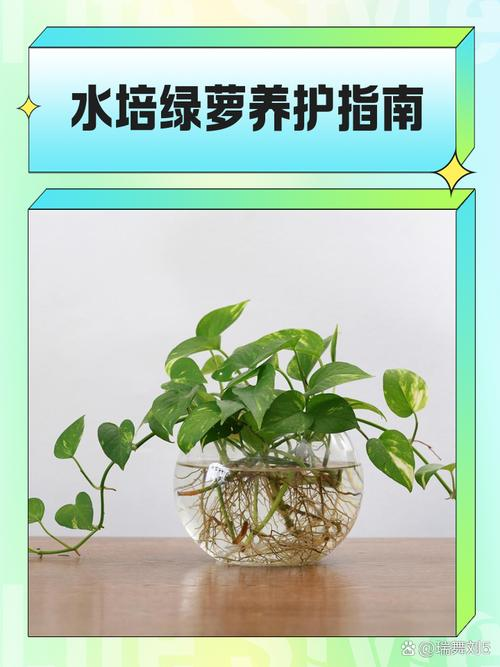 The way fish can sleep on the lotus