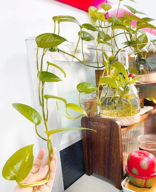 The way fish can sleep on the lotus