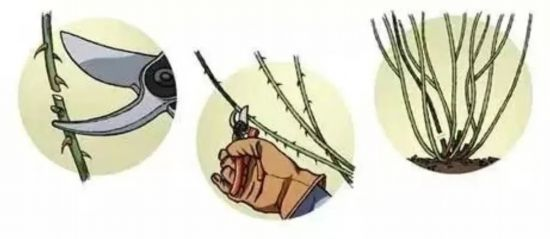 藤本月季种植方法