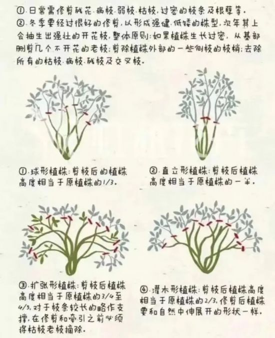 藤本月季种植方法