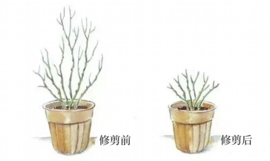 藤本月季种植方法