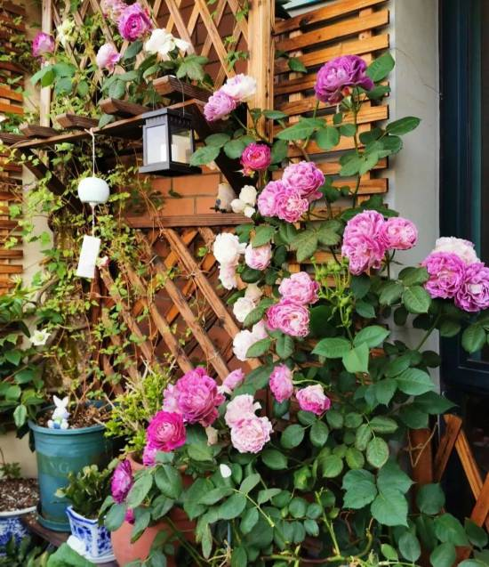 藤本月季种植方法