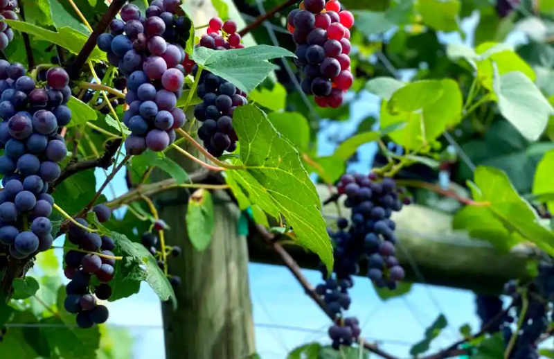 云南巨峰葡萄种植技术图片