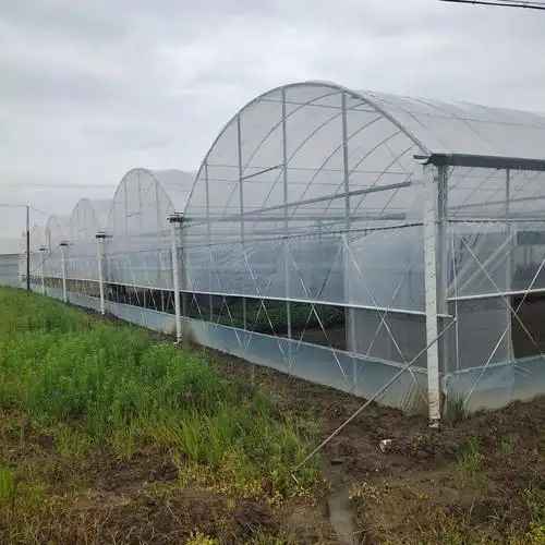 云南巨峰葡萄种植技术图片