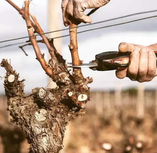 云南巨峰葡萄种植技术图片