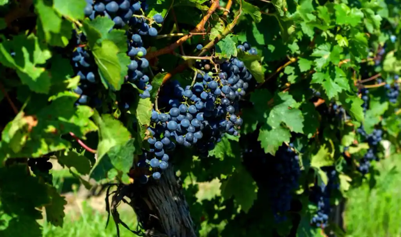 云南巨峰葡萄种植技术图片