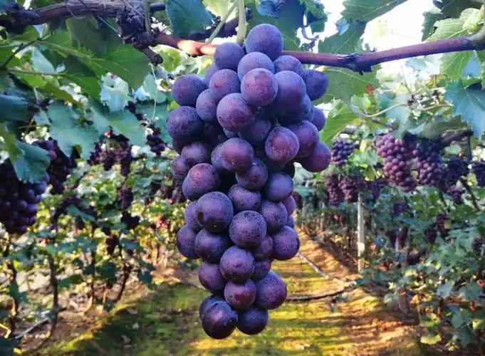 云南巨峰葡萄种植技术图片