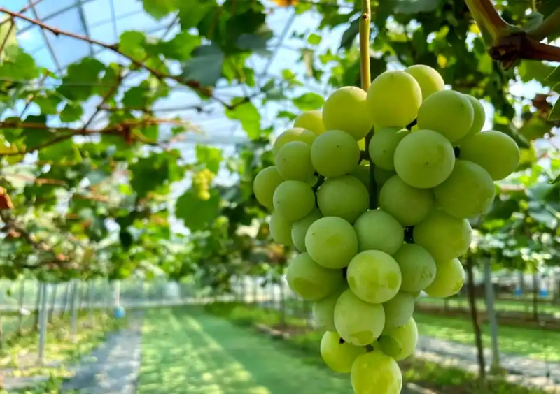 云南巨峰葡萄种植技术图片