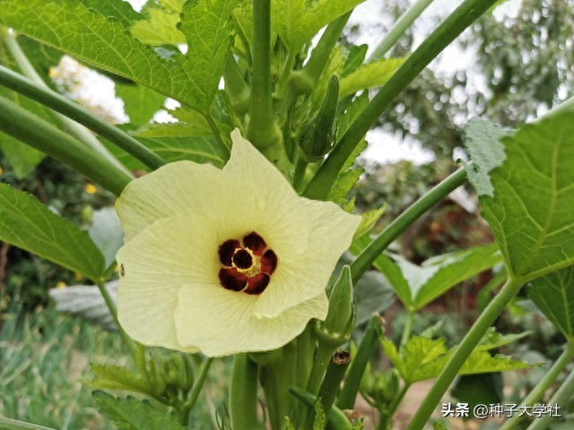 请问秋葵的种植方法