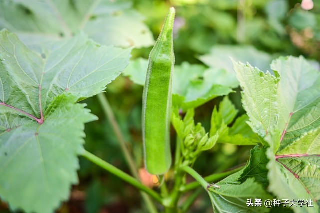 请问秋葵的种植方法