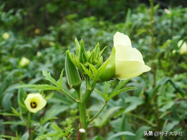 请问秋葵的种植方法