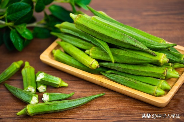 请问秋葵的种植方法