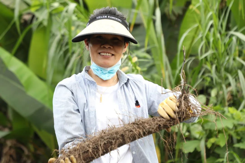 紫玉淮山种植技术