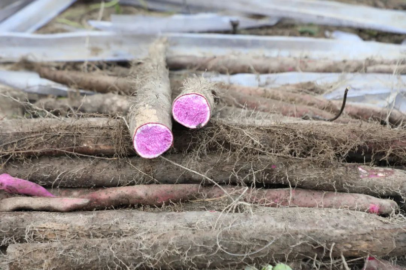 紫玉淮山种植技术