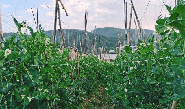 豌豆苗种植技术