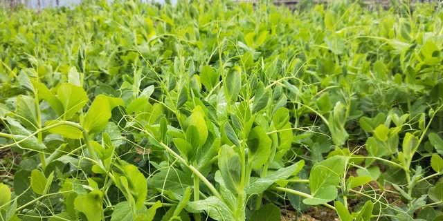 豌豆苗种植技术