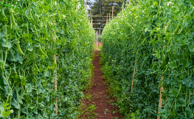 豌豆苗种植技术