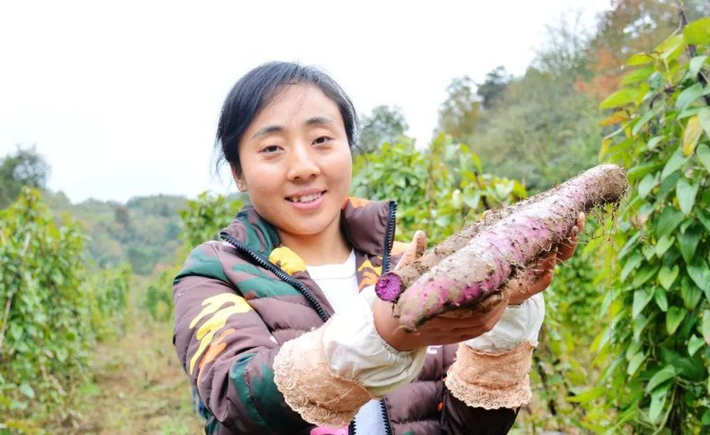 这个冬天这么冷，你确定不来点“紫人参”补一补吗？