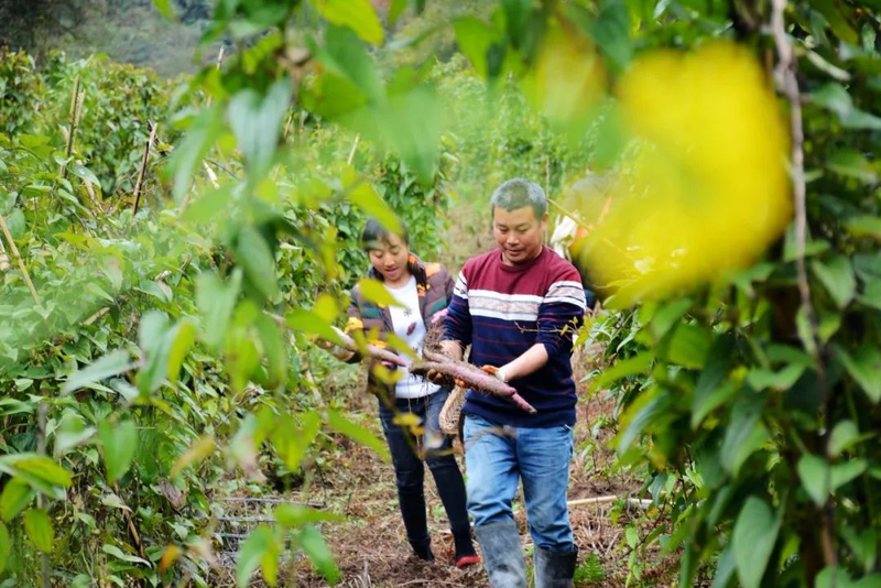紫玉淮山种植技术