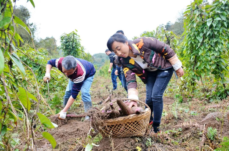 紫玉淮山种植技术
