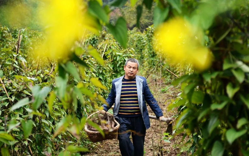 紫玉淮山种植技术