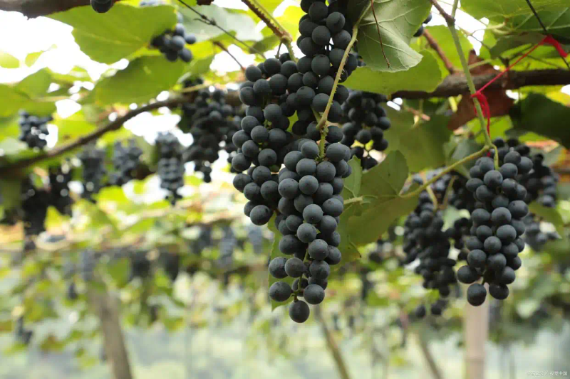 云南巨峰葡萄种植技术图片
