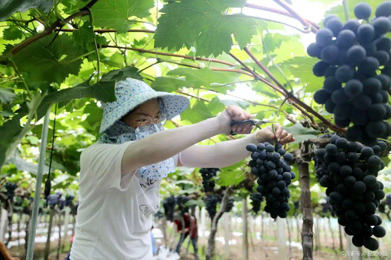 云南巨峰葡萄种植技术图片
