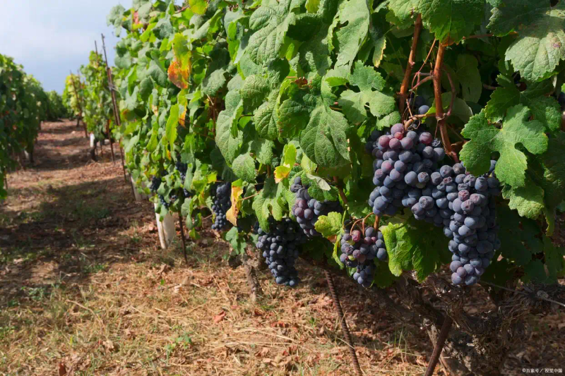 云南巨峰葡萄种植技术图片