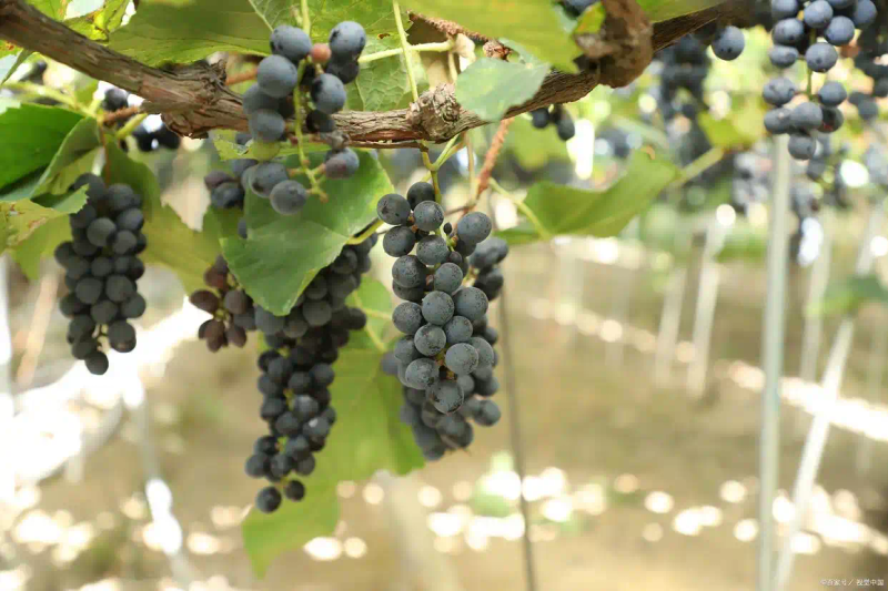 云南巨峰葡萄种植技术图片