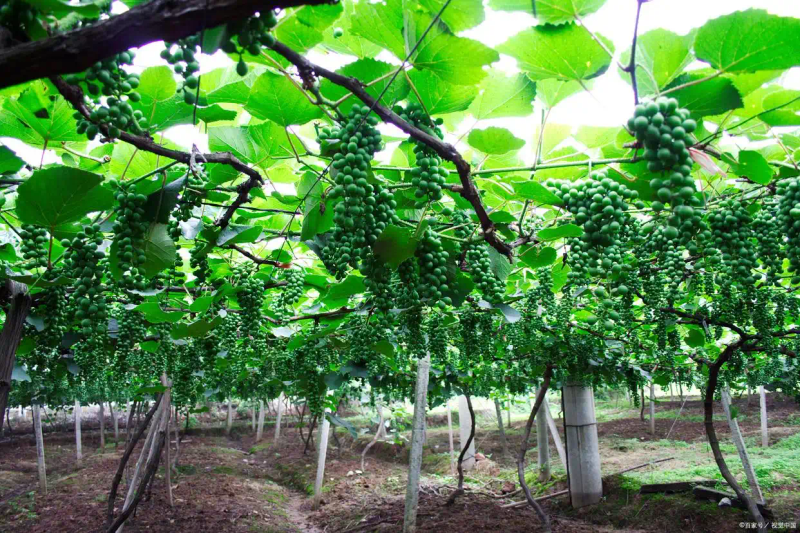 云南巨峰葡萄种植技术图片